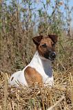 FOX TERRIER POIL LISSE 040